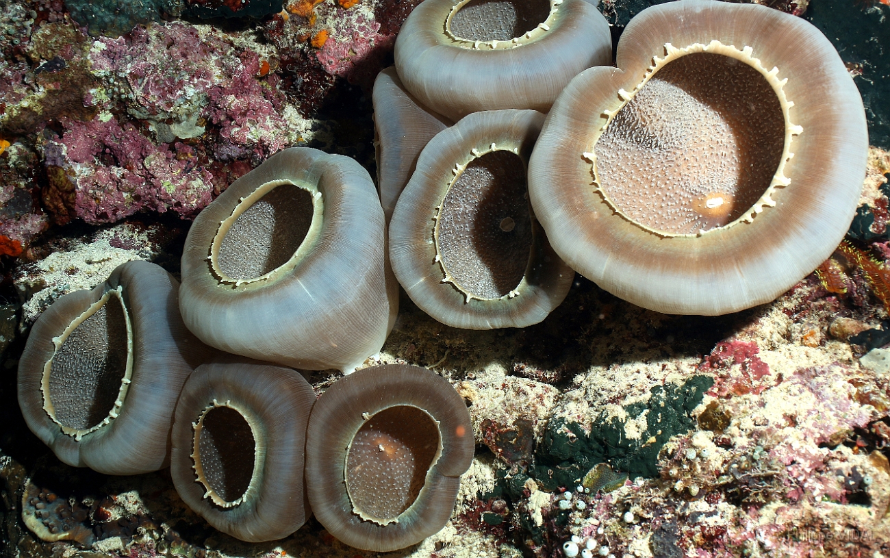 Raja Ampat 2016 - Anemones - IMG_4206_rc.jpg